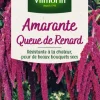 Graines de Amarante Queue de Renard Vilmorin - graines à semer