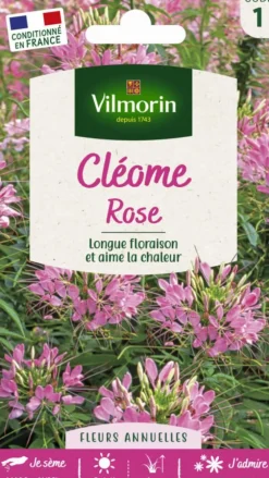 Graines de Cléome rose Vilmorin - graines à semer