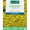 Graines de fleurs d'Alysse saxatile corbeille d'or botanic®