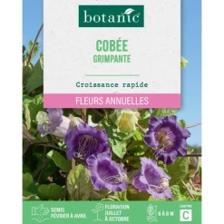 Graines de fleurs de Cobée grimpante botanic®