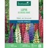 Graines de fleurs de Lupin de Russel varié botanic®