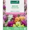 Graines de fleurs de Muflier Tom pouce varié botanic®