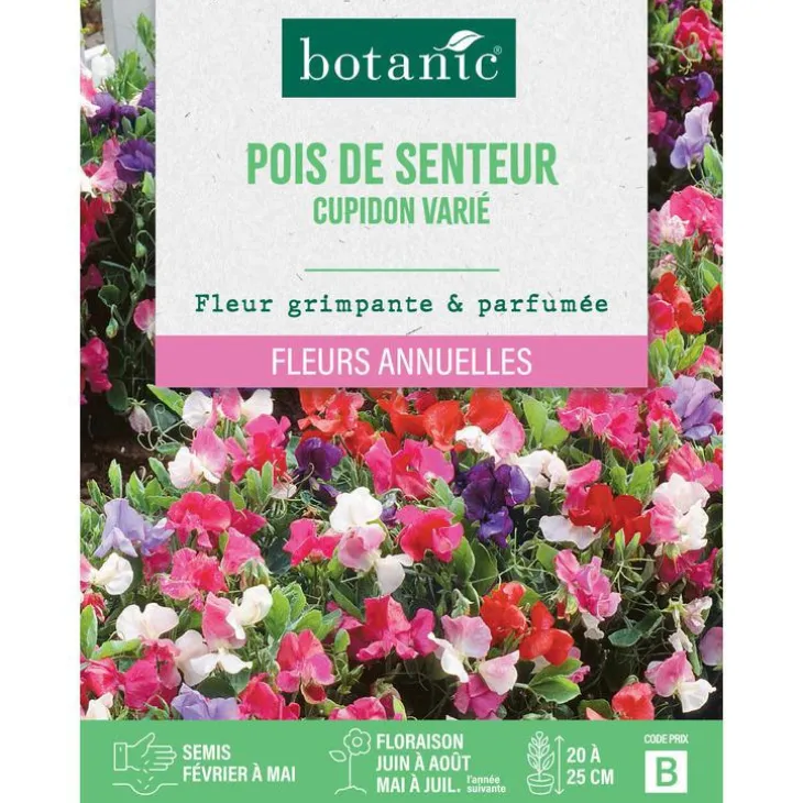 Graines de fleurs de Pois de senteur cupidon varié botanic®