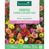 Graines de fleurs de Pourpier à grande fleur simple varié botanic®