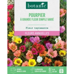 Graines de fleurs de Pourpier à grande fleur simple varié botanic®