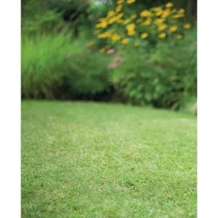 Graines de gazon à semer de regarnissage pour rénovation botanic® - 5 kg