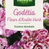 Graines de Godetia Fleurs d’Azalée varié Vilmorin - graines à semer
