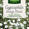 Graines de Gypsophile Nuage blanc Vilmorin - graines à semer