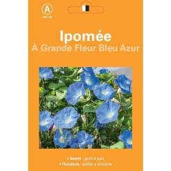 Graines de Ipomée à grande fleur bleu Azur - graines à semer
