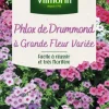 Graines de Phlox de Drummond à grande fleur variée Vilmorin - graines à semer
