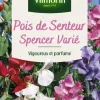 Graines de Pois de senteur Spencer varié Vilmorin - graines à semer