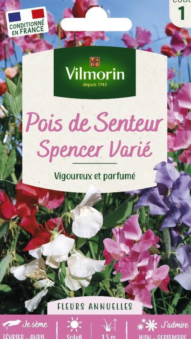 Graines de Pois de senteur Spencer varié Vilmorin - graines à semer