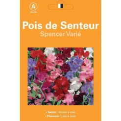 Graines de Pois de senteur Spencer varié - graines à semer