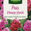 Graines de Pois vivace varié Vilmorin - graines à semer