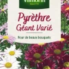 Graines de Pyrèthre géant varié Vilmorin - graines à semer