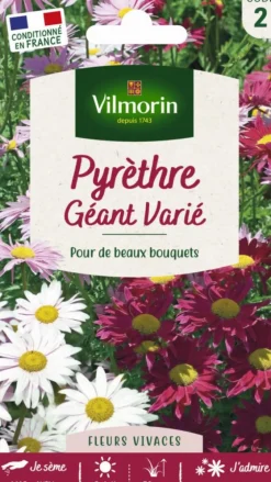 Graines de Pyrèthre géant varié Vilmorin - graines à semer
