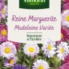 Graines de Reine Marguerite Madeleine variée Vilmorin - graines à semer
