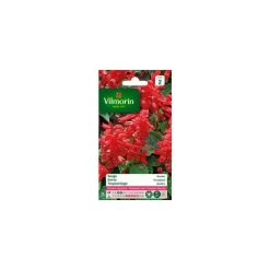 Graines de Sauge rouge Brasier Vilmorin - graines à semer