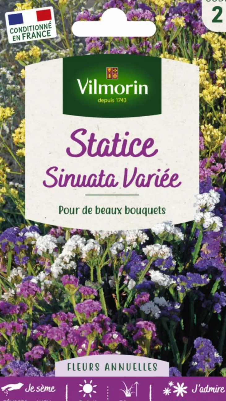 Graines de Statice Sinuata variée Vilmorin - graines à semer