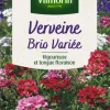 Graines de Verveine Brio variée Vilmorin - graines à semer