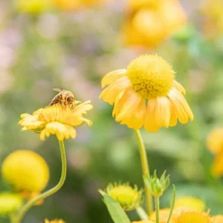 Graines Des fleurs pour les abeilles - sachet de 6 m²