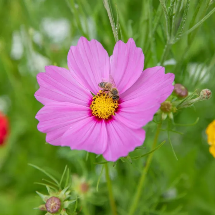 Graines Des fleurs pour les abeilles - sachet de 6 m²
