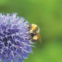 Graines Des fleurs pour les abeilles - sachet de 6 m²