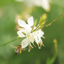 Graines Des fleurs pour les abeilles - sachet de 6 m²