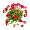 Géranium lierre double rouge - Le pack de 6 plants