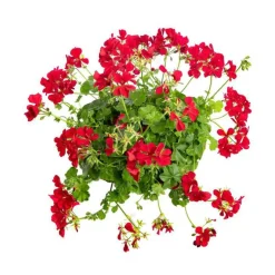 Géranium lierre double rouge - Le pack de 6 plants