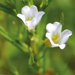 Gratiole officinale godet 9x9 cm