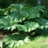 Gunnera Manicata - Le pot de 7,5 litres