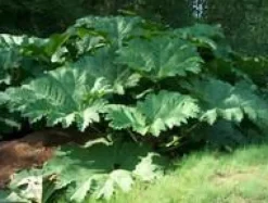 Gunnera Manicata - Le pot de 7,5 litres