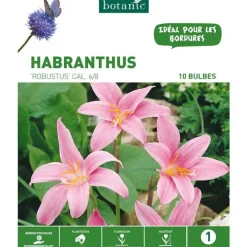 Habranthus Zephyranthes Robustus rose botanic® - 10 bulbes