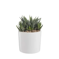 Haworthia mix en pot émaillé blanc Ø 10 cm