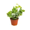 Hedera Helix en pot Ø 5/6 cm