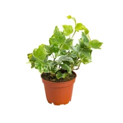Hedera Helix en pot Ø 5/6 cm