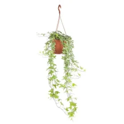 Hedera Kloster suspension Ø19xH100 cm