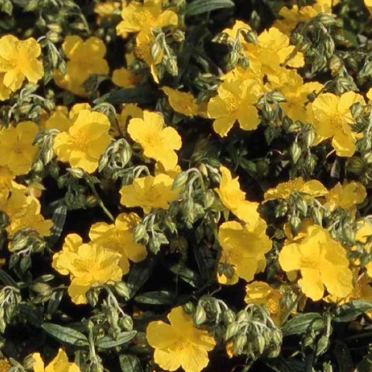 Helianthème jaune Vif - Le pot de 9 x 9 cm