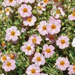 Helianthème Wisley Pink - Le pot de 9 x 9 cm