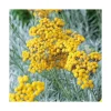 Helichrysum Italicum - Le pot de 3 litres