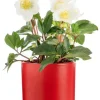 Hellébore cache-pot céramique rouge - Ø 13,5 cm