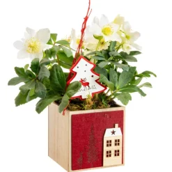 Hellébore en pot carré feutrine rouge