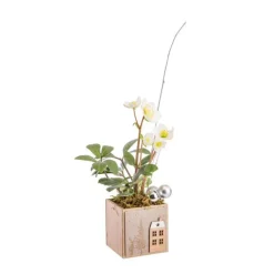 Hellébore en pot carré naturel