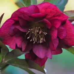 Hellébore (ou Rose de Noël) double violet - Le pot de 0,75 litres