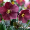 Hellébore (ou Rose de Noël) HGC ® Ice N'Roses ® Early Red violet - Le pot de 2 litres