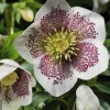 Hellébore (ou Rose de Noël) ponctuée blanc - Le pot de 0,75 litres