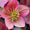 Hellébore (ou Rose de Noël) rose - Le pot de 0,75 litres