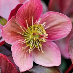 Hellébore (ou Rose de Noël) rose - Le pot de 0,75 litres