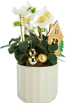 Hellébore pot blanc - Ø 13 cm